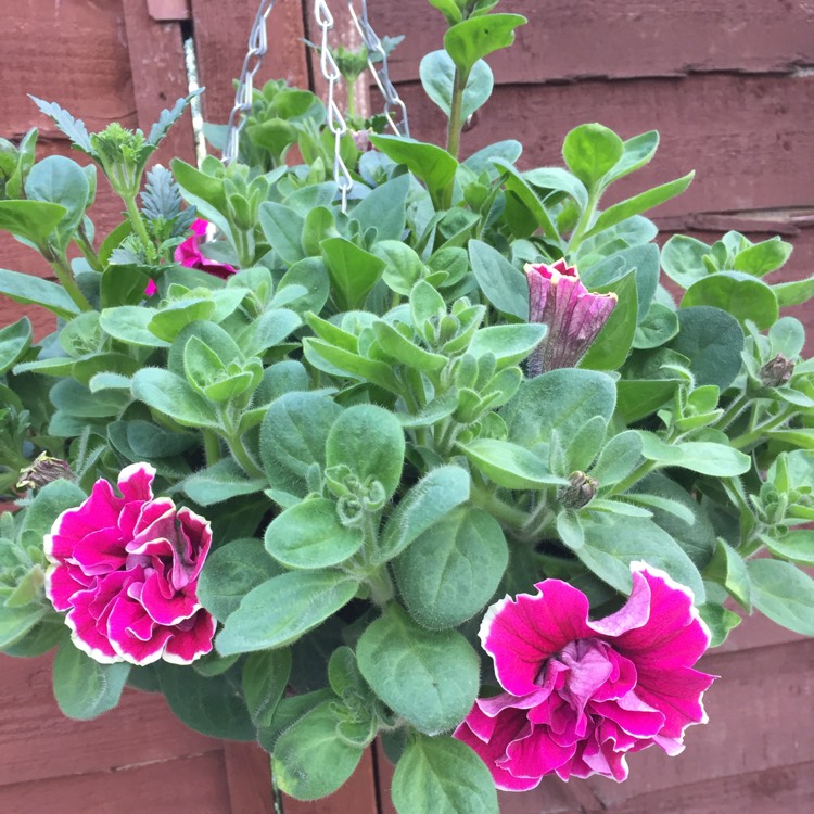 Plant image Petunia 'Tumbelina Cherry Ripple' (Tumbelina Series) syn. Petunia 'Cherry Ripple'