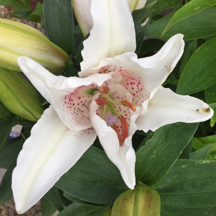 Plant image Lilium 'Bright Star'