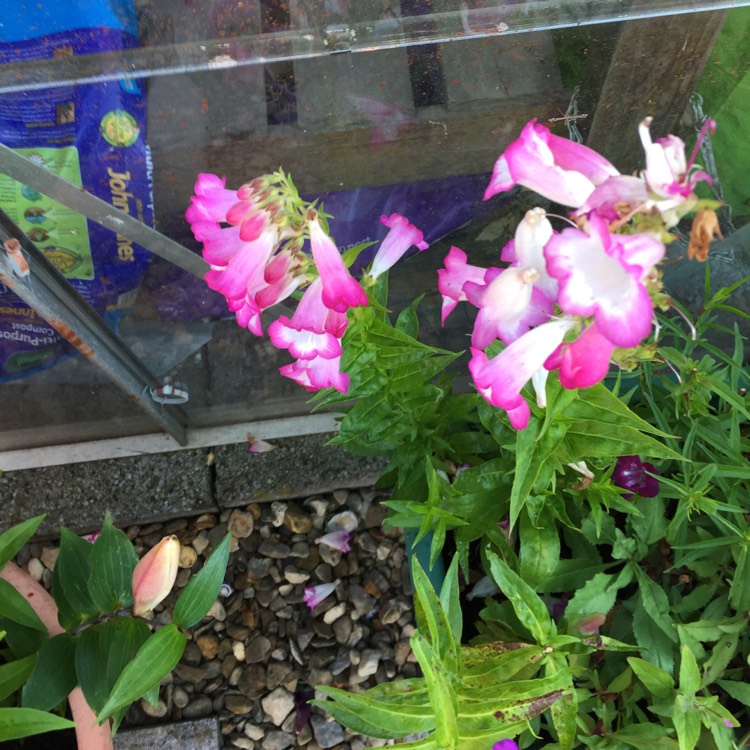 Plant image Penstemon 'Apple Blossom'