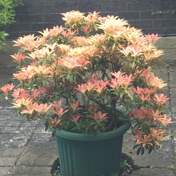 Plant image Pieris japonica 'Carnaval'