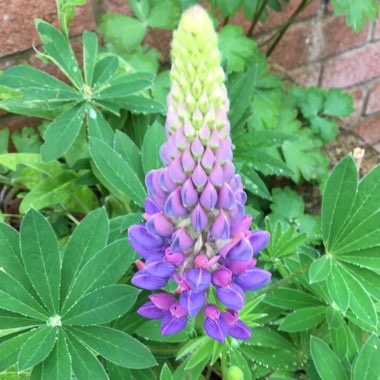 Lupinus