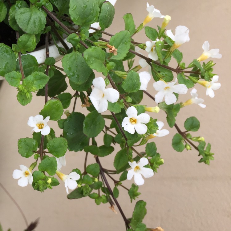 Plant image Bacopa