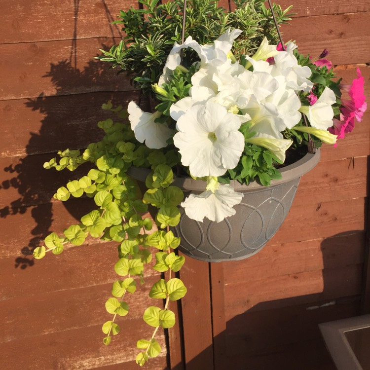 Plant image Petunia Surfinia 'Lime'