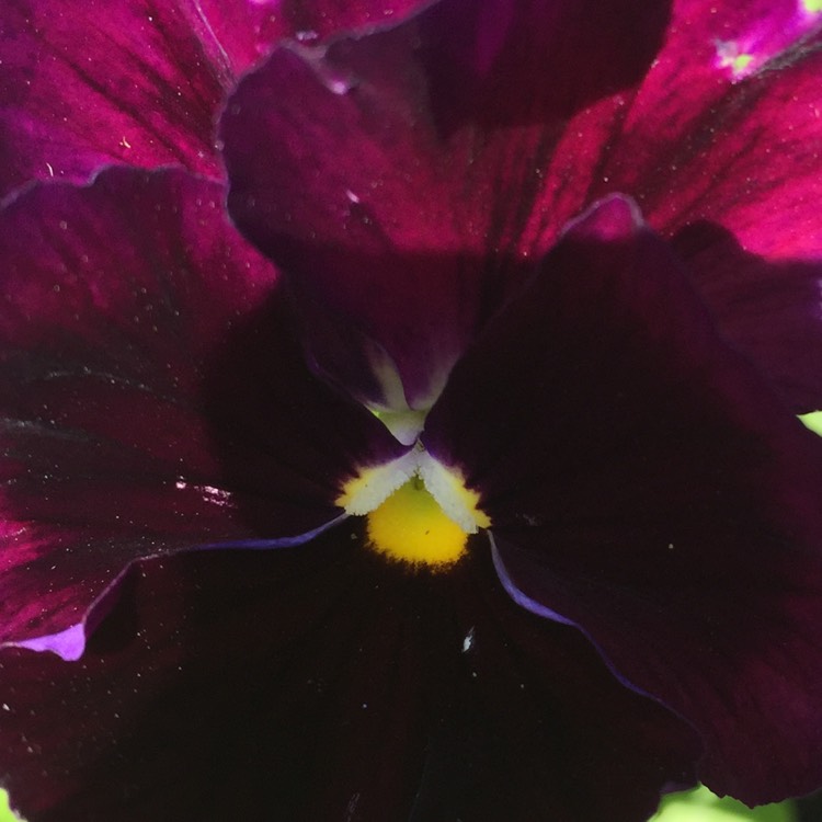 Plant image Viola cornuta 'Black Out'