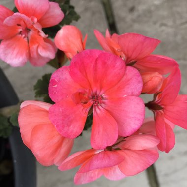 Pelargonium 'Frank Headley'