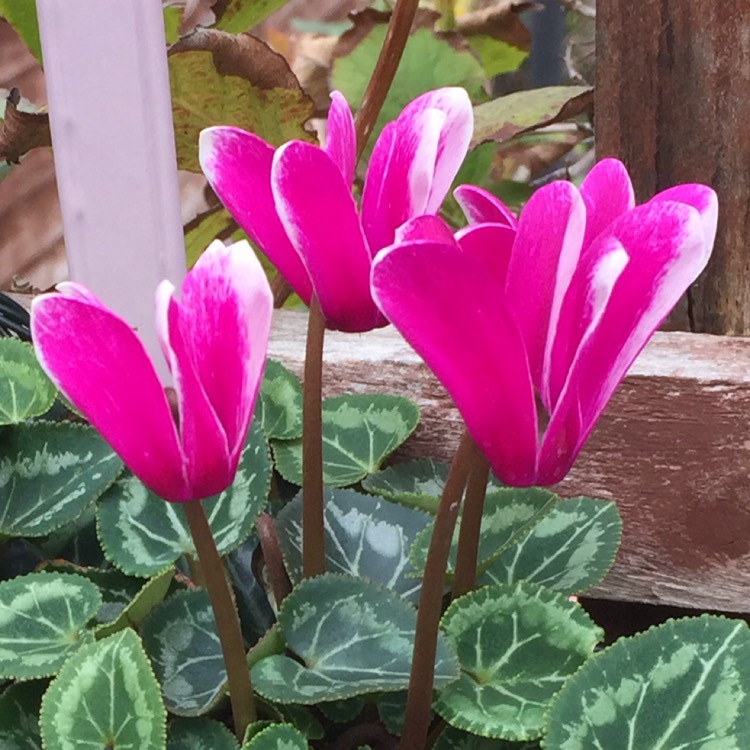 Plant image Cyclamen 'Halios Fantasia Deep Rose' (Halios Series)