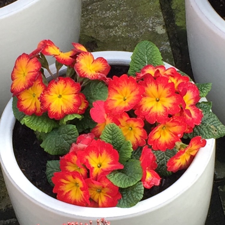 Plant image Primula vulgaris 'Husky Rose Bicolour'