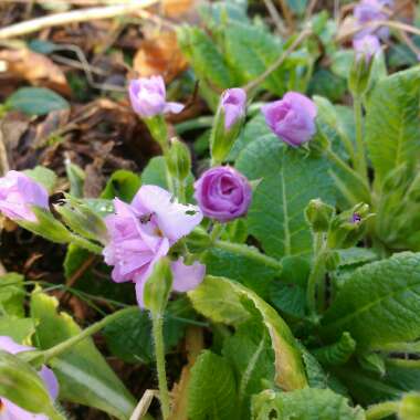 Primrose 'Groenekan's Glorie'