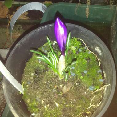 Crocus (Spring)