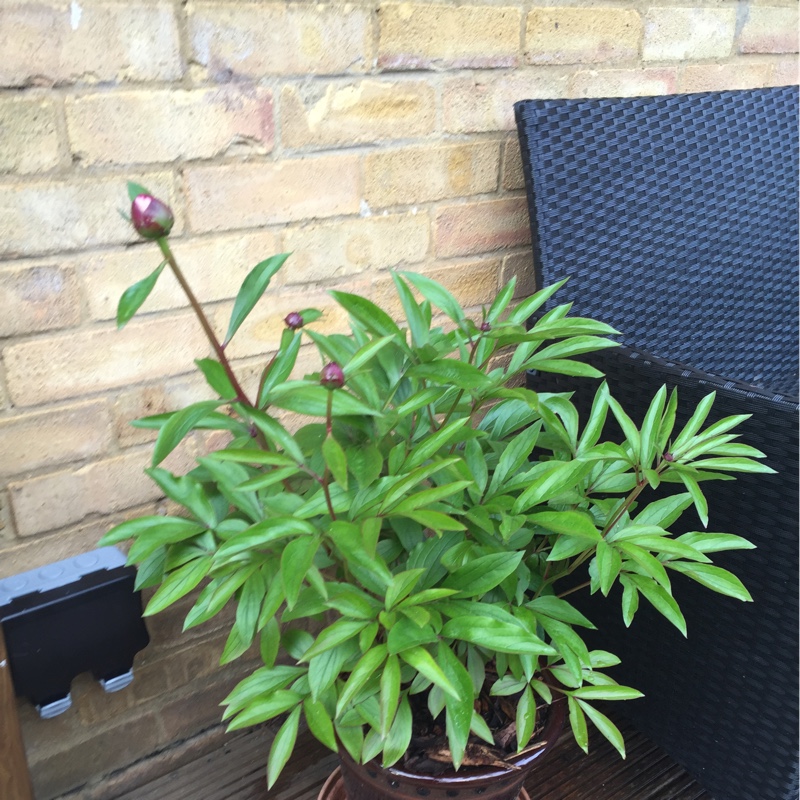 Peony 'Sarah Bernhardt' (Herbaceous)