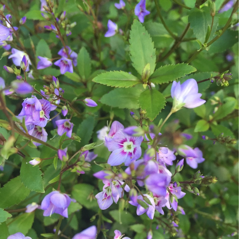 Plant image Parahebe catarractae 'Delight'