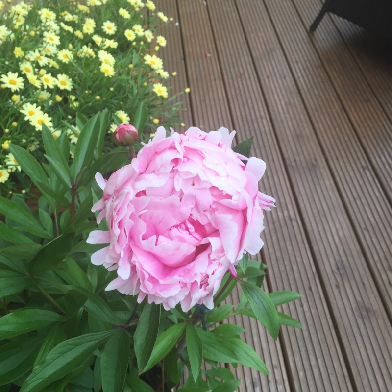 Peony 'Sarah Bernhardt' (Herbaceous)