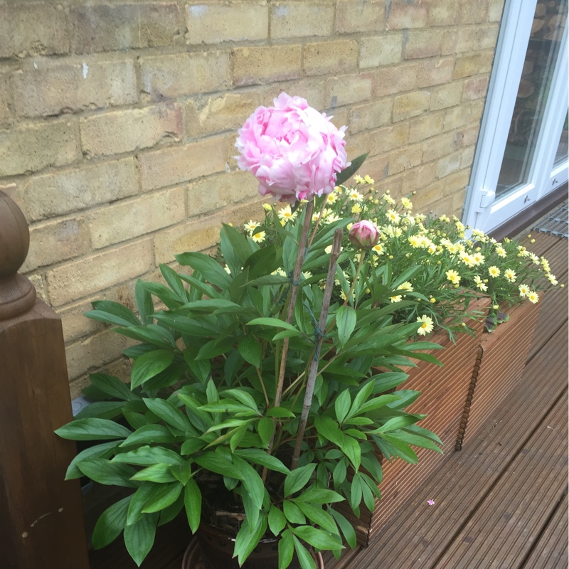 Peony 'Sarah Bernhardt' (Herbaceous)