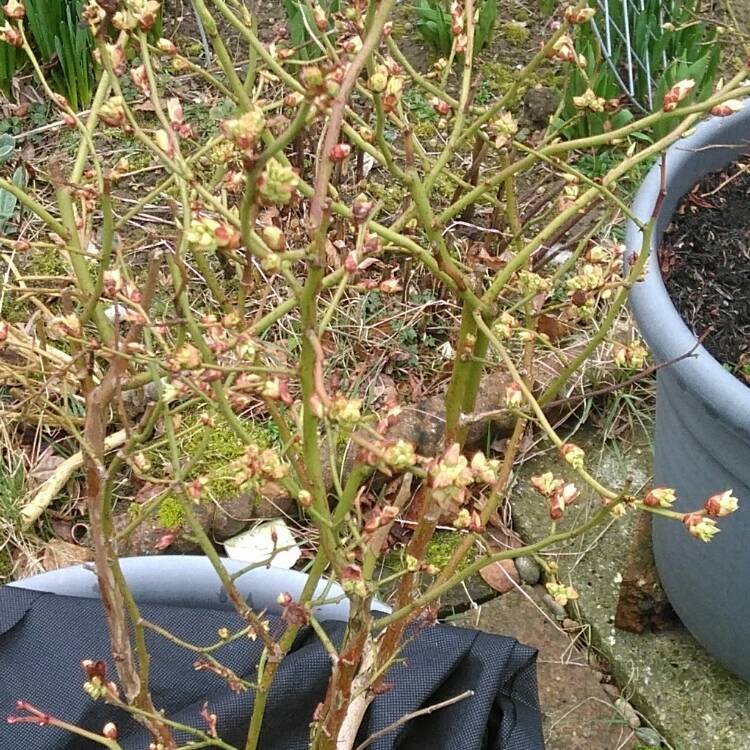 Plant image Vaccinium corymbosum 'Northland'