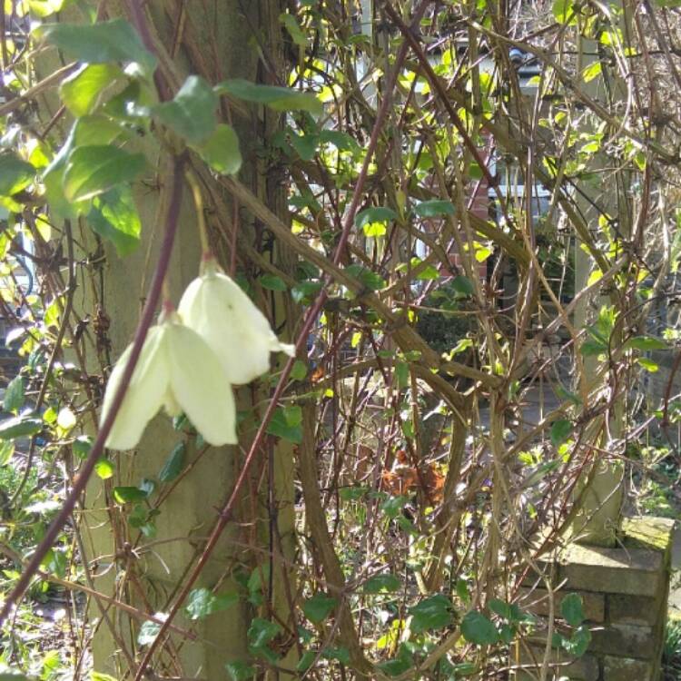 Plant image Clematis cirrhosa 'Wisley Cream'