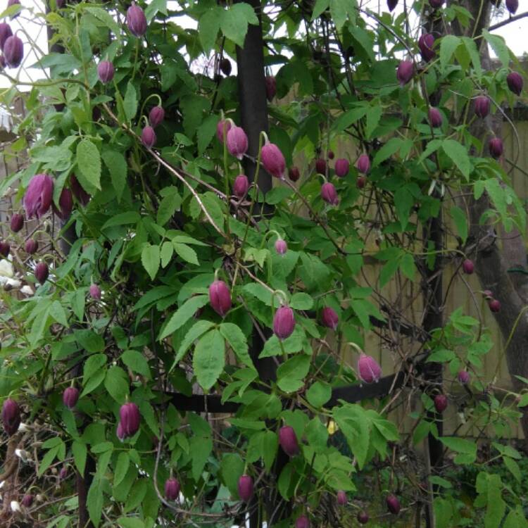 Plant image Clematis alpina 'Constance'