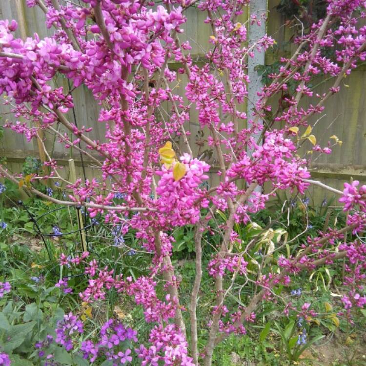 Plant image Cercis siliquastrum