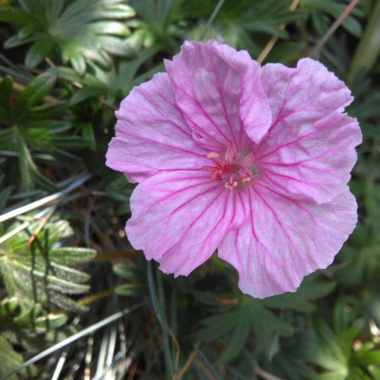 Plant image Geranium x oxonianum 'A.T. Johnson'