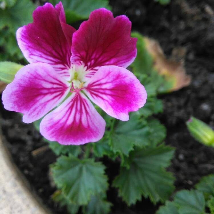 Plant image Pelargonium cordifolium