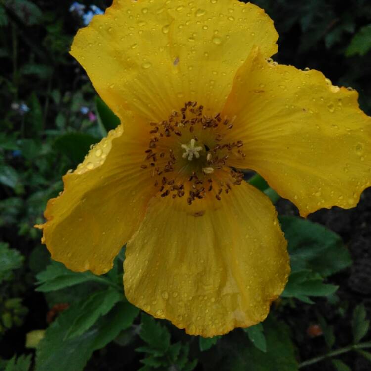 Plant image Papaver nudicaule 'Gartenzwerg Group' syn. Papaver nudicaule 'Garden Gnome Group'