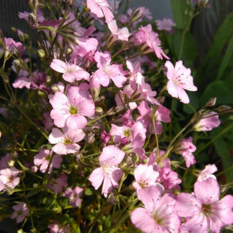 Plant image Gypsophila repens 'Rosea Schonheit'