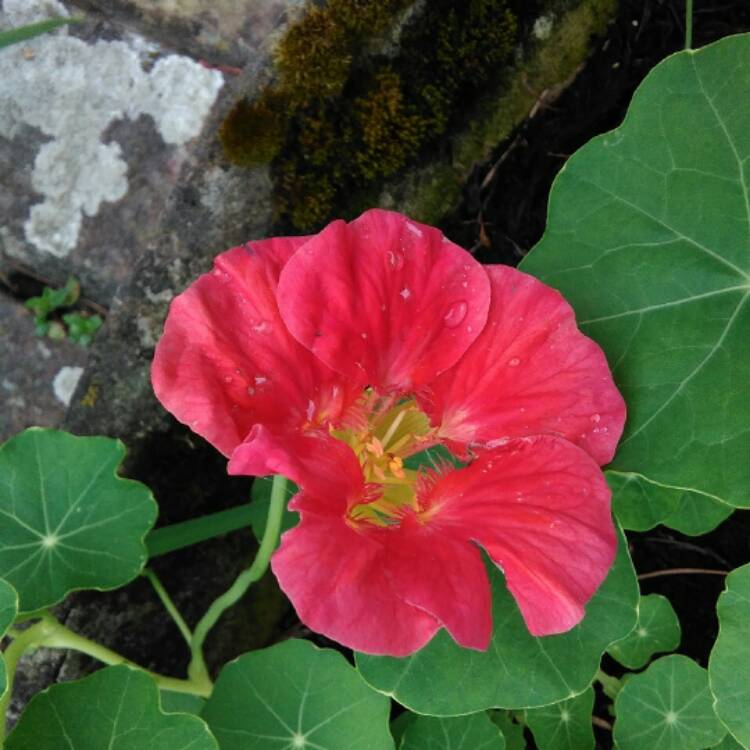 Plant image Tropaeolum majus 'Cream Troika'