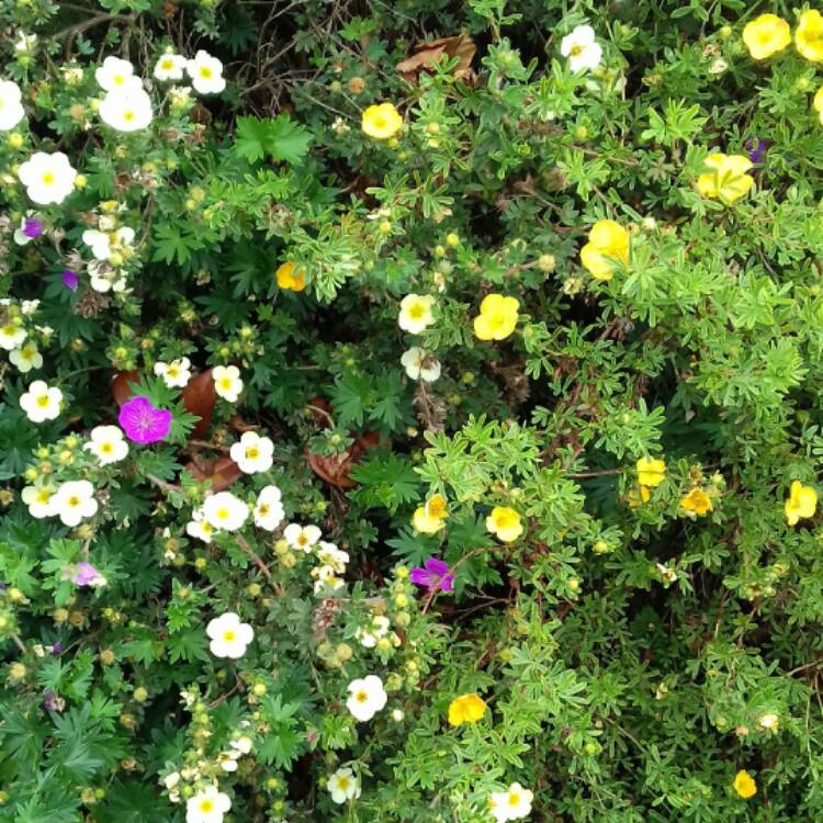 Plant image Potentilla Aurea