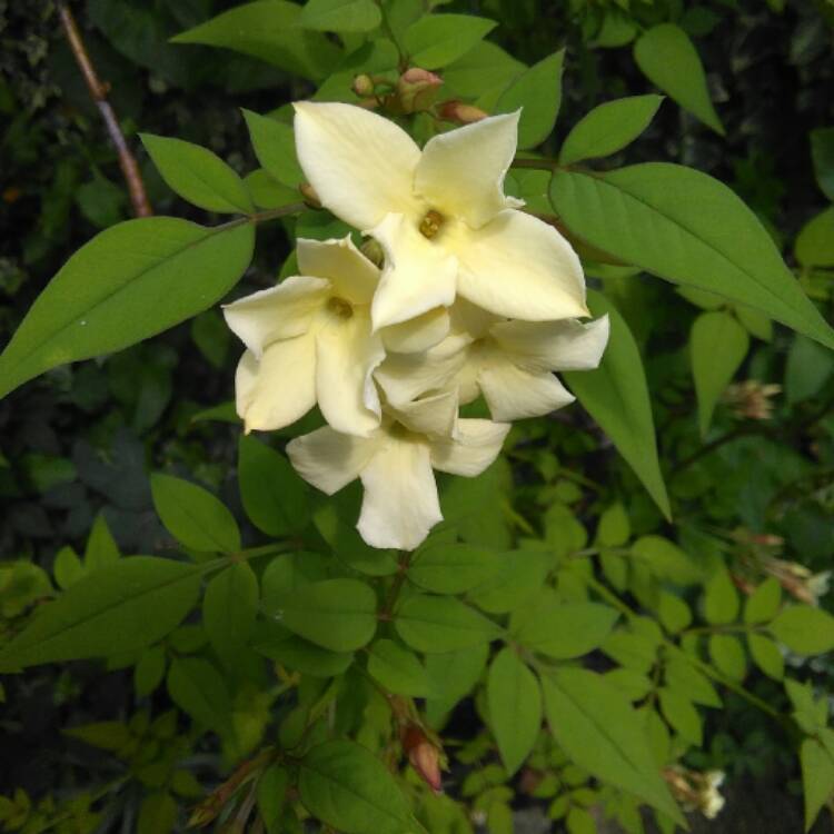 Plant image Jasminum officinale 'Clotted Cream' Syn. 'Devon Cream'