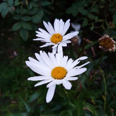 Ox-eye Daisy