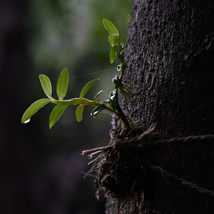 Plant image Dendrobium loddigesii