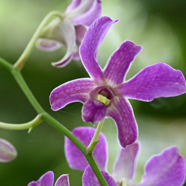 Dendrobium Orchid