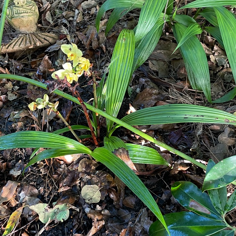 Plant image Spathoglottis Plicata Orchid