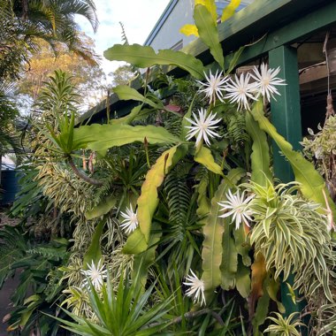 Orchid Cactus 'Queen of the night'