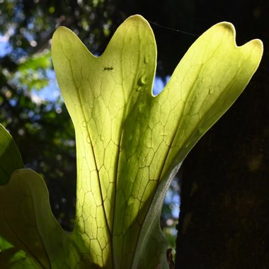 Common Staghorn Fern