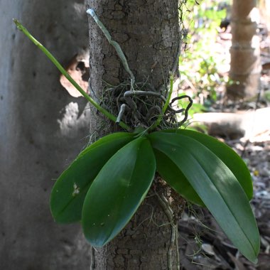 Moth Orchid