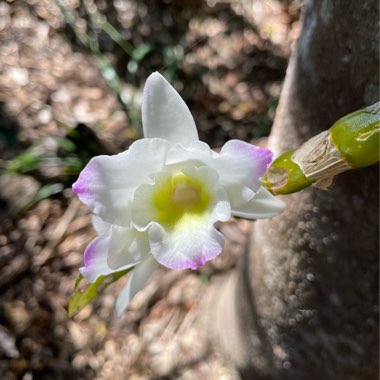 Dendrobium 'Spring Dream Apollon'