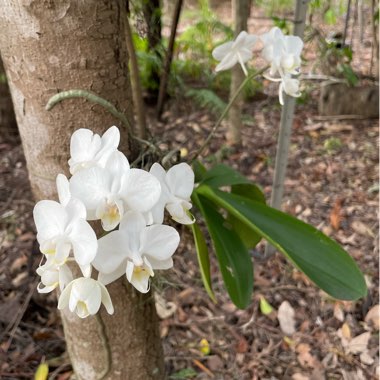 Moth Orchid