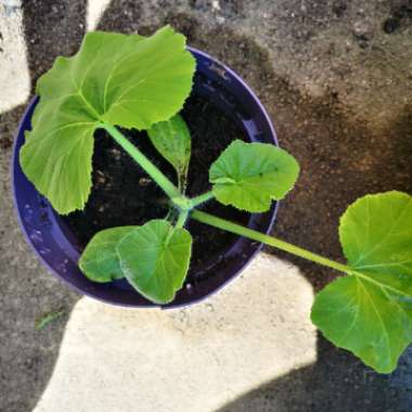 Cucurbita Pepo 'Sunburst Patty Pan'