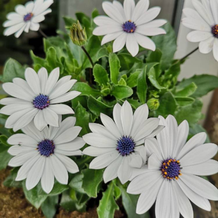 Plant image Osteospermum 'Flowerpower Ice White'