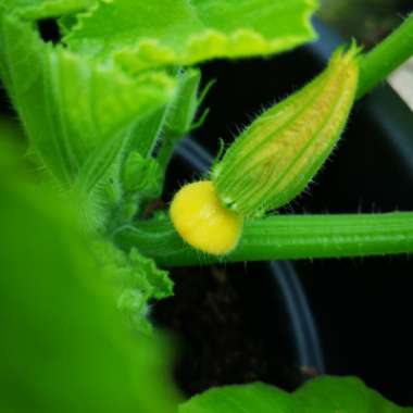 Cucurbita Pepo 'Sunburst Patty Pan'