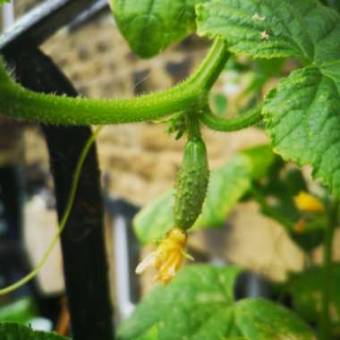 Cucumis sativus 'Cornichon de Paris'