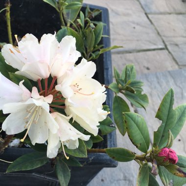 Rhododendron