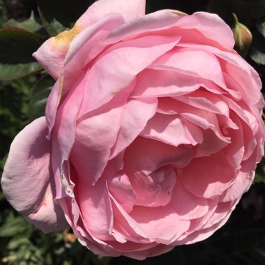 Rose 'Brother Cadfael' (Shrub)