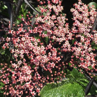 Elder 'Black Lace'