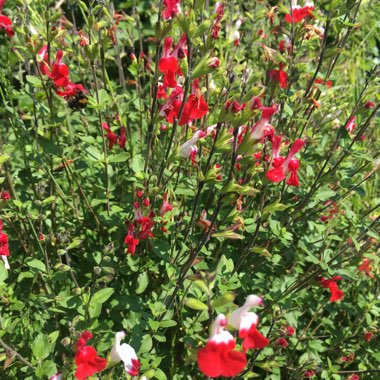 Sage 'Hot Lips'