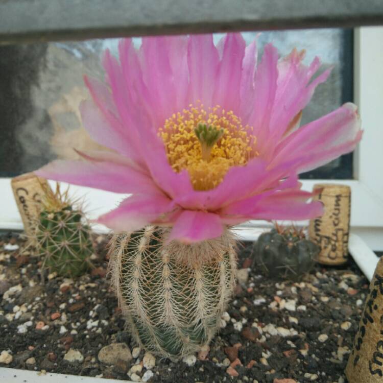 Plant image Echinocereus reichenbachii