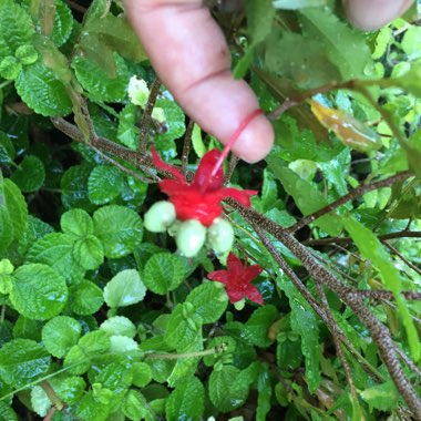 Ochna serrulata