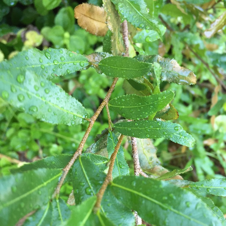 Plant image Ochna serrulata