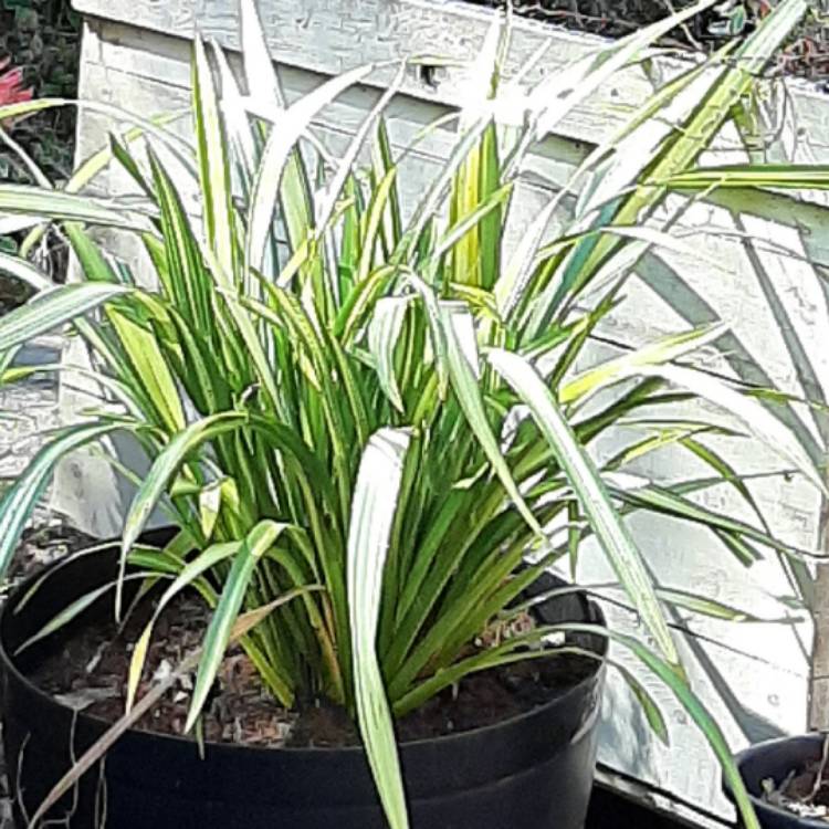 Plant image Phormium 'Yellow Wave'