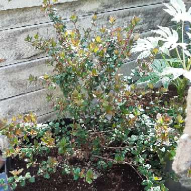 Chilean Guava 'Ka-Pow'